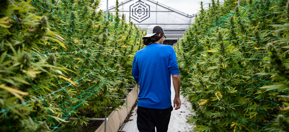 man walking through cannabis farm