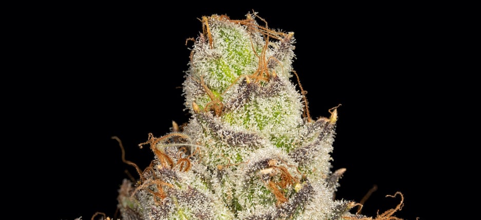 cannabis close up shot 