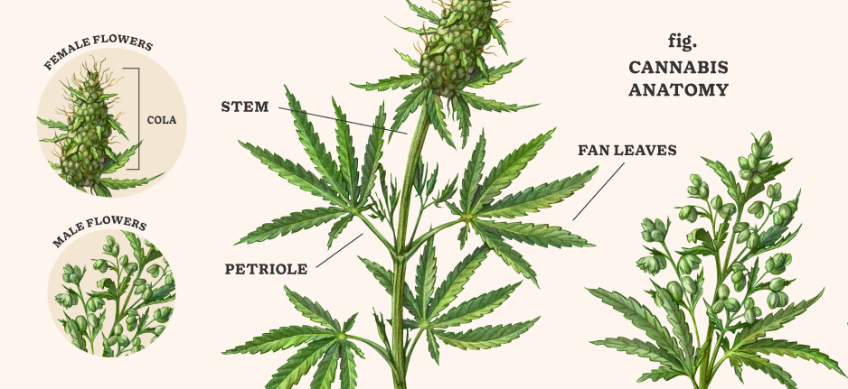 cannabis plant anatomy