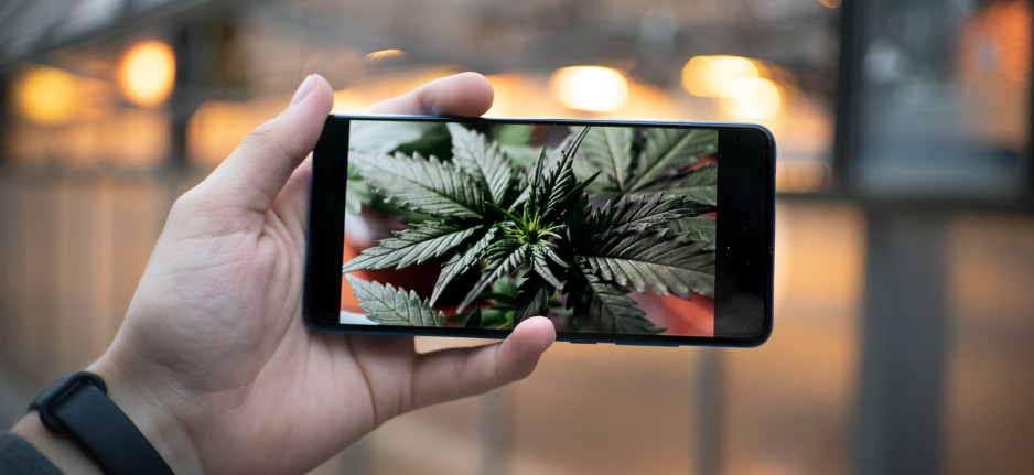 man holding phone with photo of cannabis
