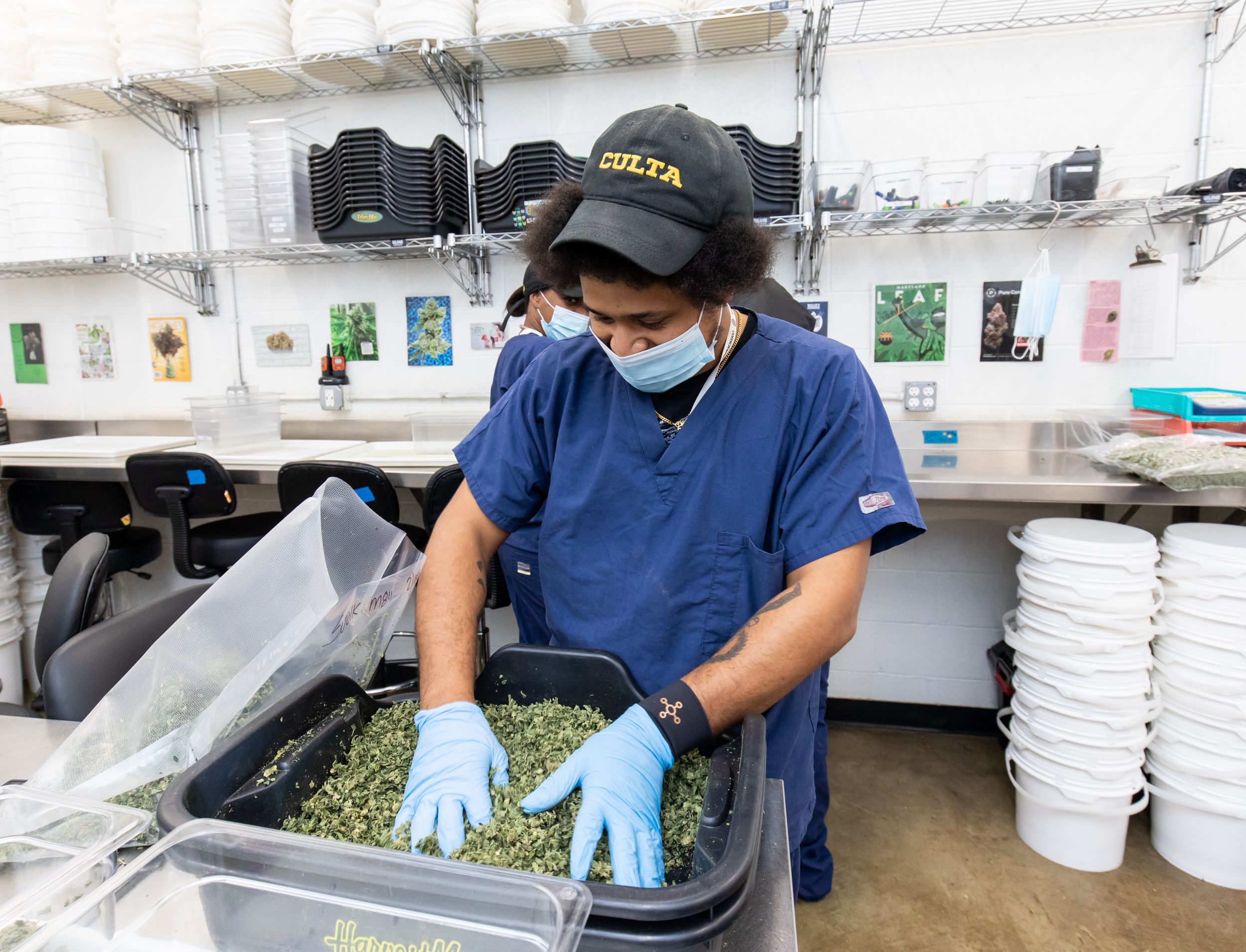 photo of a trimmer sorting buds at CULTA